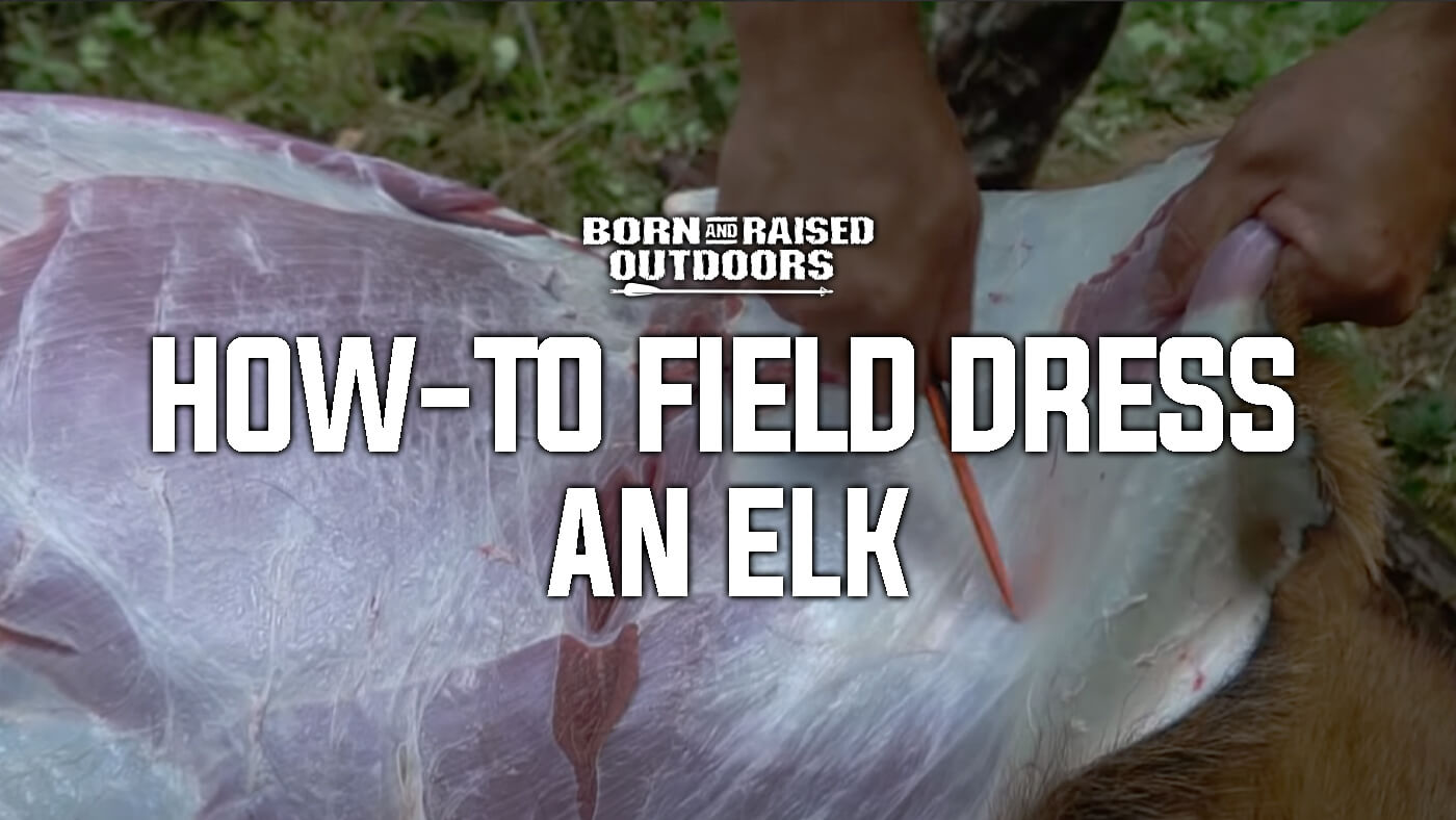 How to Field Dress an Elk (Gutless Method)
